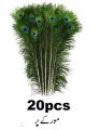 20Pcs Peacock Feather Tail Eye 70Cm-80Cm Height (Natural Original Real). 