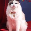 Creative Handmade Pet Bell Necklace Chinese Style Cute Braided Cat Collar Adjustable Puppy Collar Photo Props. 