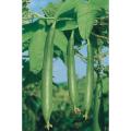 Sponge Gourd , گیاتوری , Ghiya tori (Desi Summer Vegetable Seeds) Buy one get one Free. 