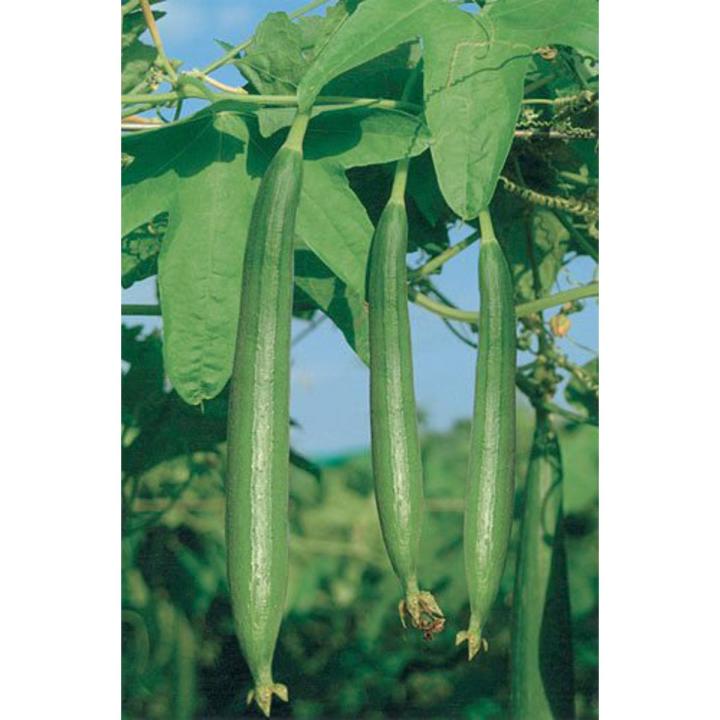 Sponge Gourd , گیاتوری , Ghiya tori (Desi Summer Vegetable Seeds) Buy one get one Free