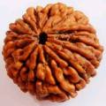 Rudraksh stone natural Indian weight 12.45 cirat . 