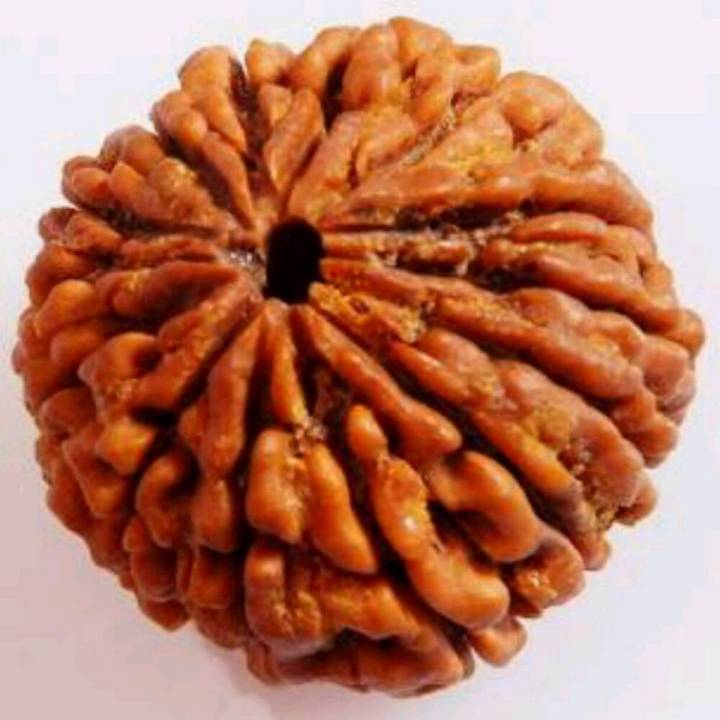 Rudraksh stone natural Indian weight 12.45 cirat 