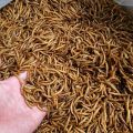 MEAL WORMS DRIED LARVEA 50GM FOR ALL TYPE OF BIRDS-FISHES & TURTLES. 