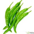 Green Chilli sabz mirch f1 hybrid vegetable seeds kitchen gardening. 
