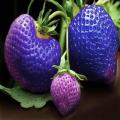 Big Giant Blue Strawberry Seeds Four Season. 