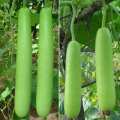 Bottle Gourd (Long Kadu)  Desi Fast Growing Seeds - Kitchen Gardening Vegetable Seeds. 