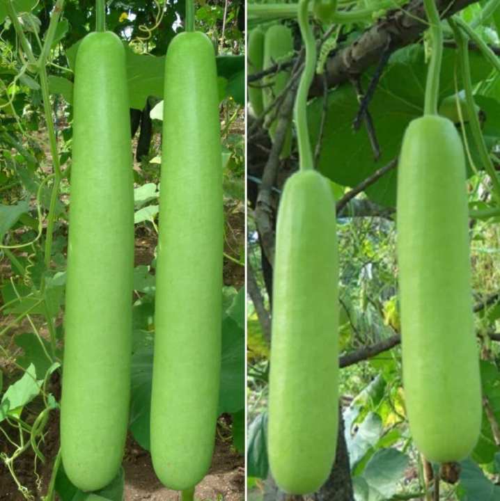 Bottle%20Gourd%20(Long%20Kadu)%20%20Desi%20Fast%20Growing%20Seeds%20-%20Kitchen%20Gardening%20Vegetable%20Seeds%20-%20Image%204
