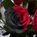 Black Red Rose Seeds. 