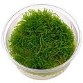 Java Moss for Aquarium. 
