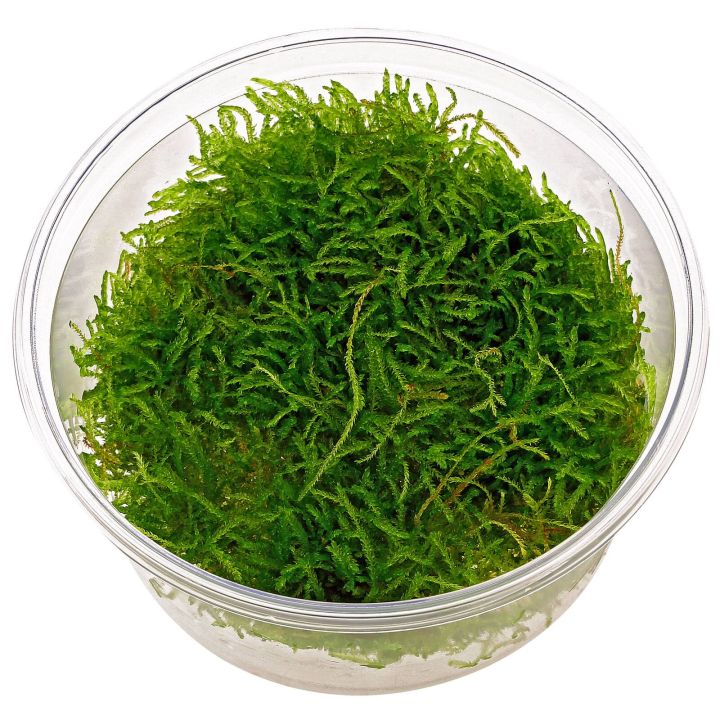 Java Moss for Aquarium