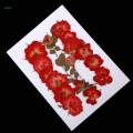 Dried Rose Pressed Flowers Plant for Epoxy Resin Jewelry Making Floral Decor. 