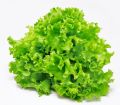 50 seeds of lettuce|salid beej | tukhm-e-kahu |lettuce seed home depot |kitchen garden |green lettuce | growing lettuce from seed. 