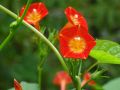 MEXICAN IMPORTED Morning Glory Flowers SCARLET ORANGE Color LUCKY PLANT Summer/Spring Vine Creeper 10 FT tall 6 FT wide IPOMOEA Flower Seeds BY GREEN GOLD. 