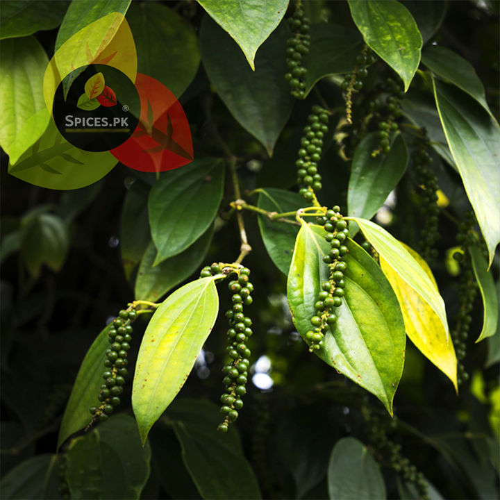 Organic%20Whole%20Black%20Pepper%20(Kali%20Mirch)%20%E2%80%93%20Premium%20Black%20Peppercorns%20for%20Curries,%20Steaks%20&%20Spice%20Blends%20%E2%80%93%20170g%20-%20Image%207