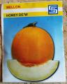 Mellon Honey Dew. 