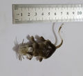 Soft Rubber Rat Toy - Realistic Wild Animal Figure for Kids' Learning & Fun. 