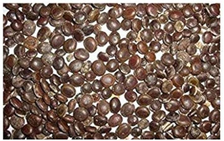 Desi Kikar - Vachellia Nilotica Acacia - Babool Tree Seeds
