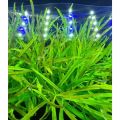 Pogostemon Stellatus (Narrow-Leaf)/aquarium plants/aquarium decoration. 