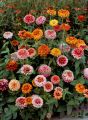20+ Zinnia Flower Seeds - Whirlygig Mix Color Seeds. 