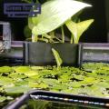 Green forest Fish Tank Frame Rack Slotted Design Plant Cup Pot Hydroponic Rack. 