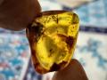 Amber Stone. 