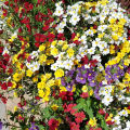 Nemesia Carnival Mix Flower Seeds  (Strumosa) Home Kitchen Gardening Seeds. 