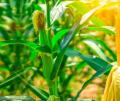 Sweet Corn / Desi Maize Kitchen Gardening Vegetable Seeds. 