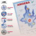 Structure and Classification Of Amoeba Wall Poster |  Unicellular Organism Amoeba Diagram Wall Chart | HD Picture presentation on 200-gram Card 20*30 inches. 
