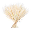 100 Stems Dried Wheat Stalks, Natural Dried Wheat Sheaves Fall Flower Arrangement Wheat Bouquet Bundle for DIY Home Table Wedding Xmas Decor. 