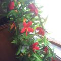 Luau Leis 3 Pcs  Flowers Tropical Hawaiian Lei Leaf Necklaces for Hula Costume and Beach Party. 