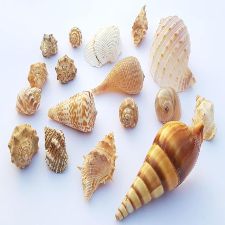 Pack of 8 Sea Snail Shells - Fish Aquarium Decoration Random Shapes & Size