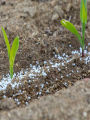 Urea 1 KG For All Plants Fertilizer. 