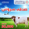 Sadqa Service  Complete Cow. 