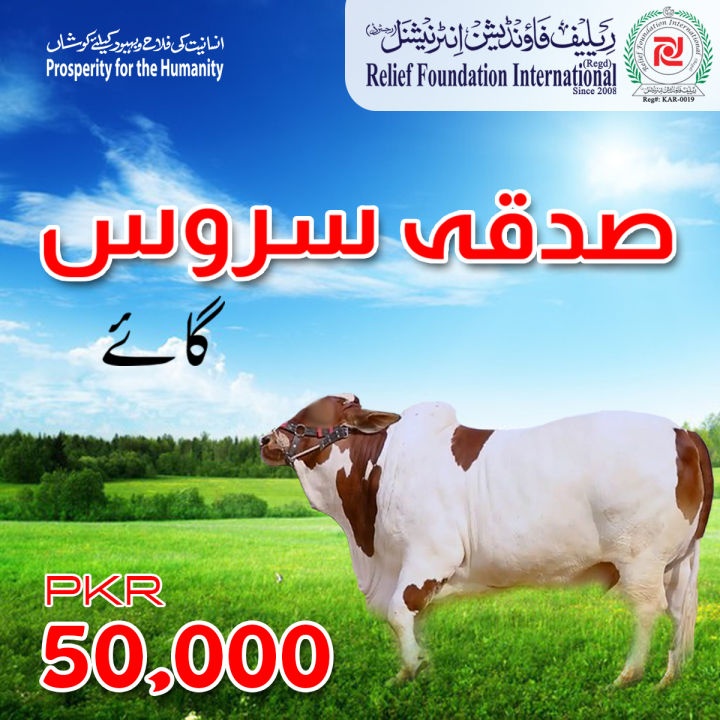 Sadqa Service  Complete Cow