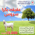 Aqeeqa Bakra Service. 