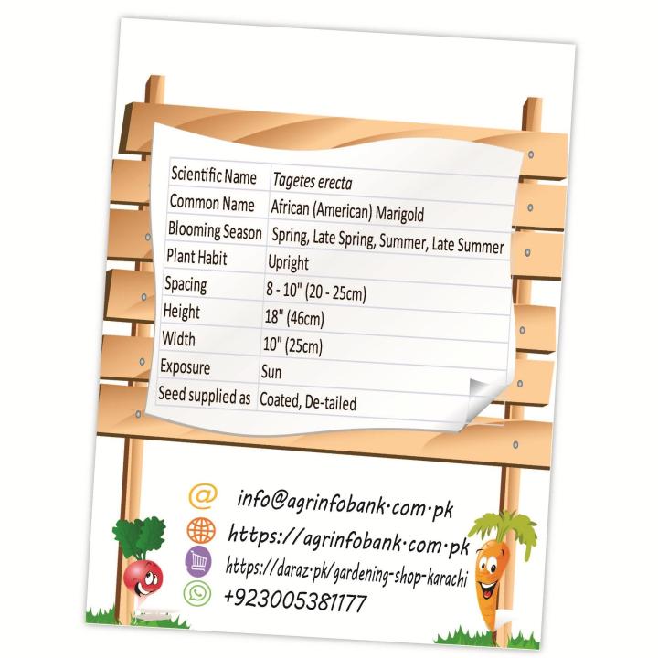 Yellow%20African%20Marigold,%20large%20flower%20premium%20quality%20seeds%20-%20Image%204