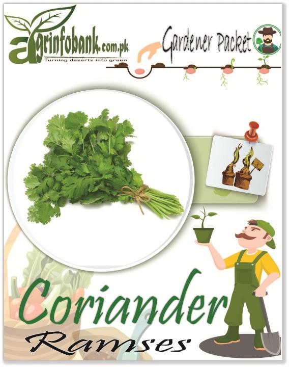 Coriander Ramses Kitchen gardeners packet