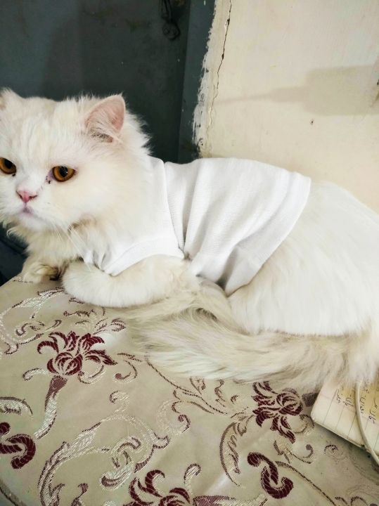 Cute%20Sweater%20For%20Cats%20PACK%20OF%204%20-%20Image%204