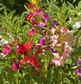 Touch-me-not, Impatients balsamina, mixed flower seeds. 