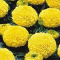 Yellow African Marigold, large flower premium quality seeds. 