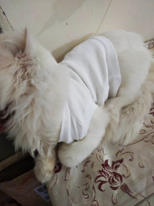 Cute%20Sweater%20For%20Cats%20PACK%20OF%204%20-%20Image%205