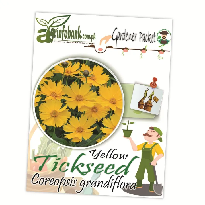Tickseeds%20Coreopsis%20grandiflora%20winter%20flower%20seeds%20-%20Image%203