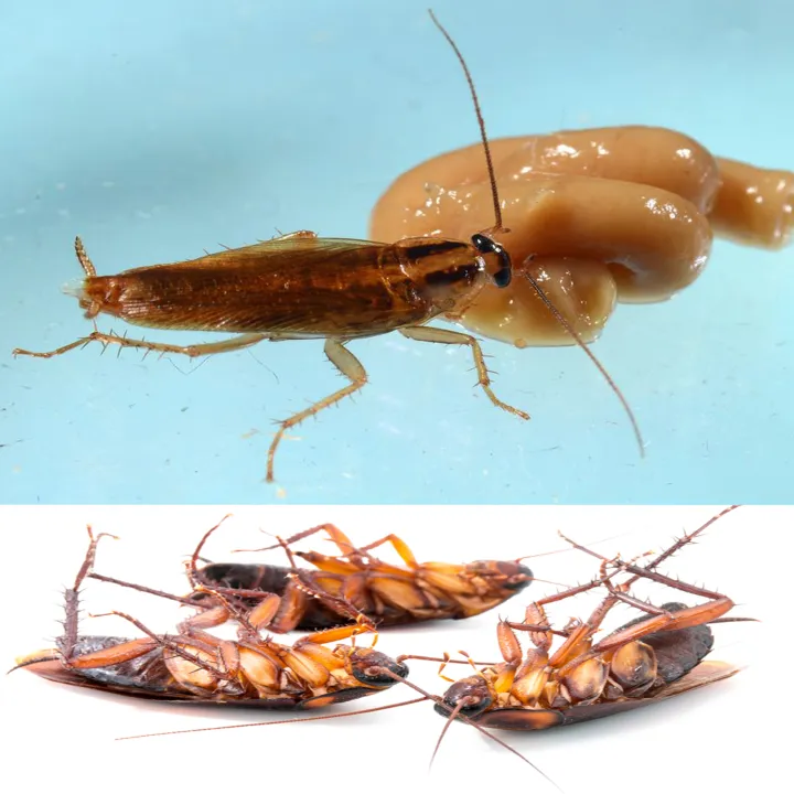 TUFF%20cockroach%20killer%20gel%20/%20best%20result%20/%20Roach%20killing%20paste%20-%20Image%205