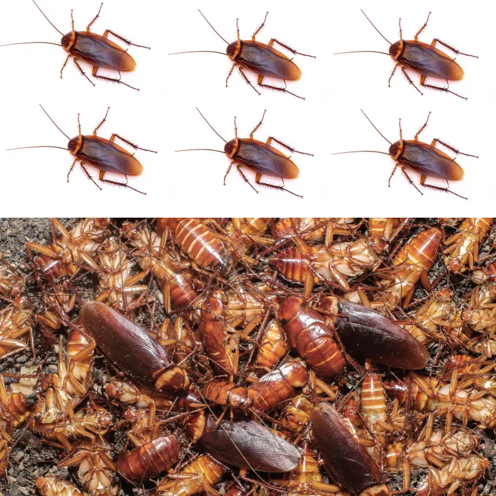 TUFF%20cockroach%20killer%20gel%20/%20best%20result%20/%20Roach%20killing%20paste%20-%20Image%207
