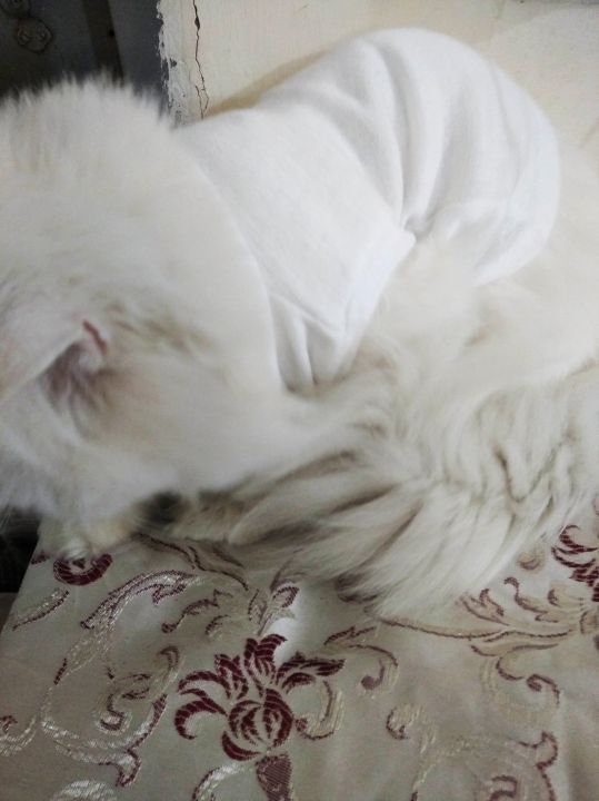 Cute%20Sweater%20For%20Cats%20PACK%20OF%204%20-%20Image%207