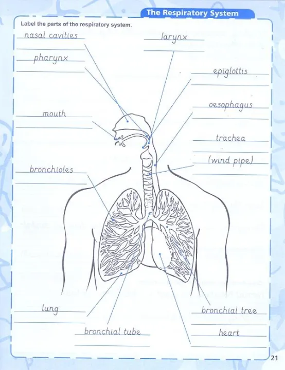 New%20Syllabus%20Handwriting%206,%20Handwriting%20Book%20Final%20Level,%20Joint%20Cursive%20Writing%20Book,%20English%20Writing%20Book%20for%20Primary%20and%20Secondary%20Level%20Students,%20Noorsons%20English%20Handwriting%20Book,%20Learn%20About%20The%20Human%20Body%20while%20Practicing%20Better%20Handwriting%20-%20Image%206