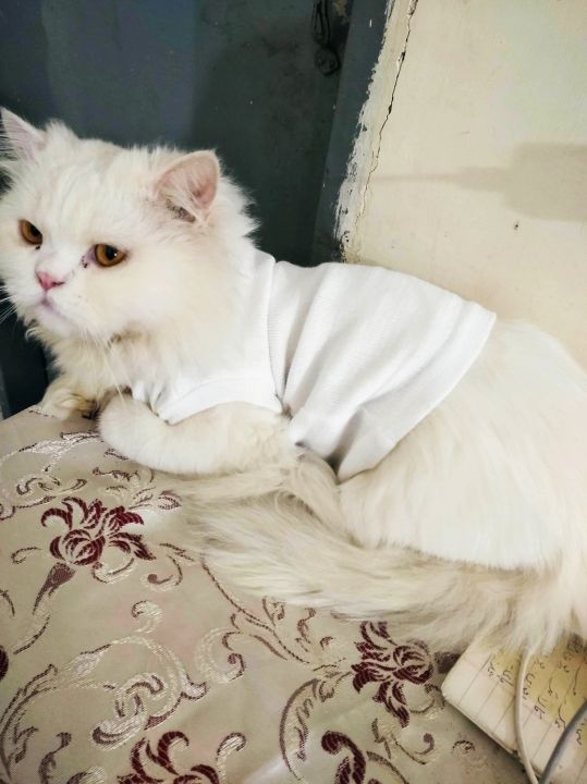 Cute%20Sweater%20For%20Cats%20PACK%20OF%204%20-%20Image%208