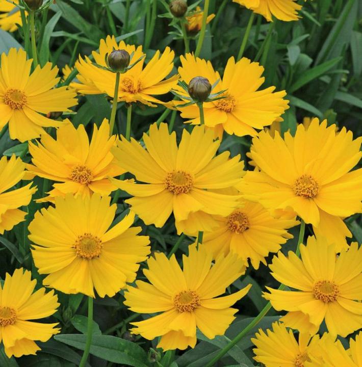 Tickseeds%20Coreopsis%20grandiflora%20winter%20flower%20seeds%20-%20Image%204