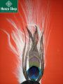 Feather Plume for Hunza Traditional Cap for Men. 