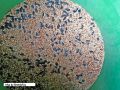 1 kg Birds feed / Birds food Seed Mix for birds  for budgies cocktail cockatoo Alexandrine parakeet, RAW, Pahari Totta Larges Parrots, Suitable for African Grey Parrot, Macaw, lovebirds, Australian parrots, raw, ringneck and similar birds. 